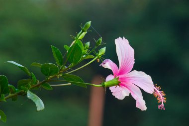 Malvaceae familyasından kırmızı, pembe ya da beyaz Hibiscus çiçeği. Hibiscus rosa-sinensis, bilinen adıyla Ayakkabı Çiçeği veya halk dilinde Çin amblemi, Çin gülü, Hawaii amblemi, gül tozu ve baharda çiçek açan ayakkabı siyahı bitki..