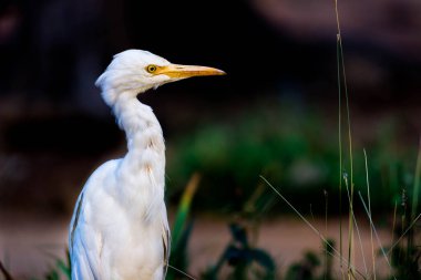  Bubulcus ibis ya da Heron (İngilizce: Bubulcus ibis veya Hermonly known as the Cattle Egret), balıkçılgiller (Felidae) familyasından tropiklerde, subtropik bölgelerde ve ılıman bölgelerde yaşayan bir balıkçıldır. Bubulcus, Bubulcus cinsinin tek üyesidir., 