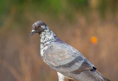 Hindistan Güvercini OR Rock Dove - Kaya güvercini, kaya güvercini veya güvercin, Columbidae kuş familyasının bir üyesidir. Genel olarak, bu kuş genellikle güvercin olarak adlandırılır.