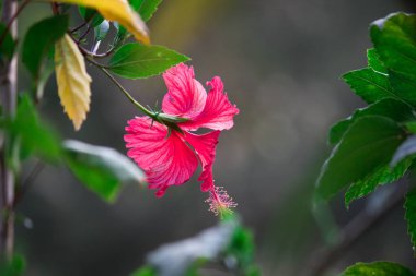 Malvaceae familyasından Hibiscus çiçeği. Hibiscus rosa-sinensis, bilinen adıyla Ayakkabı Çiçeği veya halk dilinde Çin amblemi, Çin gülü, Hawaii amblemi, gül tozu ve Hindistan 'daki bir halk parkında bahar aylarında açan ayakkabı siyahı bitkisi.