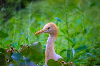  Bubulcus ibis ya da Heron (İngilizce: Bubulcus ibis veya Hermonly known as the Cattle Egret), balıkçılgiller (Felidae) familyasından tropiklerde, subtropik bölgelerde ve ılıman bölgelerde yaşayan bir balıkçıldır. Bubulcus, Bubulcus cinsinin tek üyesidir., 