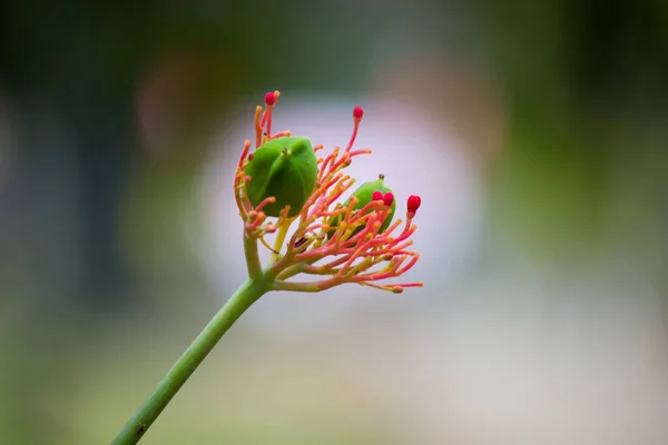 Eine Blume Einem Natürlichen Hintergrund Blüht Der Reflexion Des Natürlichen — Stockfoto