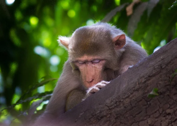 インドの公園で夏の午後の間に木陰の下で昼寝や睡眠をしているアカゲザル — ストック写真