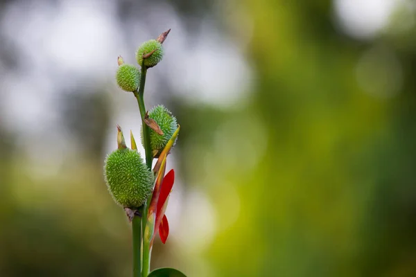 Kırmızı Sarı Veya Turuncu Canna Indica Cannaceae Familyasından Cannaceae Familyasına — Stok fotoğraf