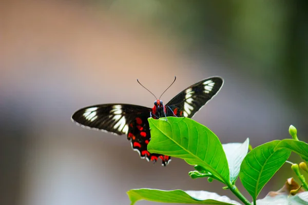 Πεταλούδα Κοινός Μορμόνος Papilio Polytes Είναι Ένα Κοινό Είδος Πεταλούδας — Φωτογραφία Αρχείου