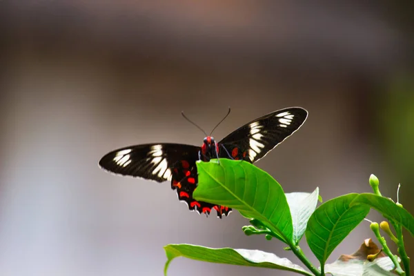 普通的摩门教 Papilio Polytes 是一种分布在亚洲各地的普通蝴蝶 有选择性的焦点模糊的自然背景 女摩门教徒蝴蝶 — 图库照片