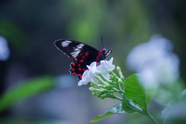 Метелик Common Mormon Papilio Polytes Поширений Вид Метеликів Swallotail Широко — стокове фото