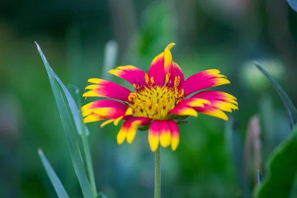 Gaillardia Aristata Flor Cobertor Flor Amarela Vermelha Plena Floração Parque — Fotografia de Stock