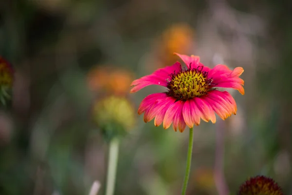 Gaillardia Aristata Oder Decke Blume Rot Gelbe Blume Voller Blüte — Stockfoto