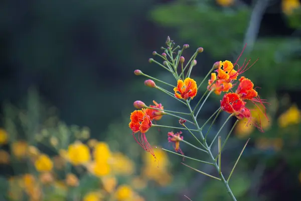 Flam Boyant Flame Tree Royal Poinciana Con Flores Color Naranja — Foto de Stock