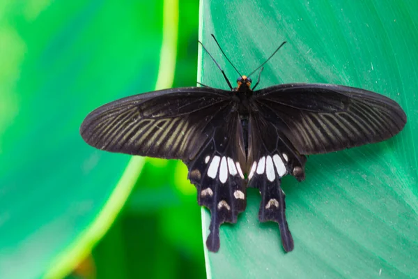 Papilio Polytes Também Conhecido Como Mórmon Comum Alimentando Planta Flores — Fotografia de Stock