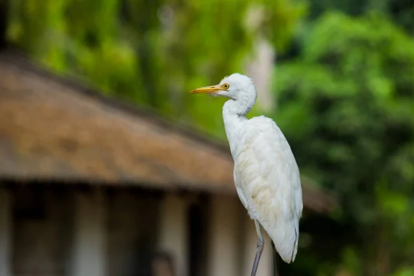 Retrato Bubulcus Ibis Heron Comumente Conhecido Como Egret Bovinos Parque — Fotografia de Stock