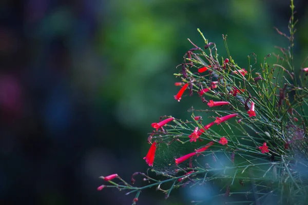 Flor Pentas Rojas Rubí Vista Fondo Verde Suave Parque Público — Foto de Stock