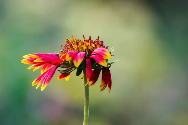 Gaillardia Aristata Flor Cobertor Flor Amarela Vermelha Plena Floração Parque — Fotografia de Stock