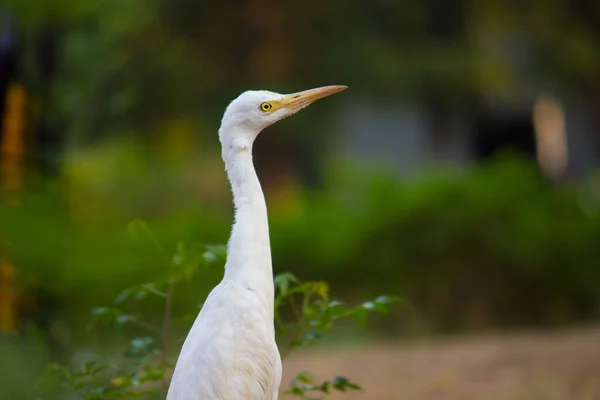 Porträt Von Bubulcus Ibis Oder Reiher Oder Allgemein Bekannt Als — Stockfoto