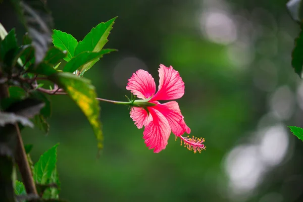 Flor Hibiscus Roja Rosa Blanca Familia Malvaceae Hibiscus Rosa Sinensis — Foto de Stock