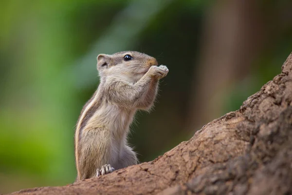 Eichhörnchen Gehören Zur Familie Der Sciuridae Der Auch Kleine Oder — Stockfoto