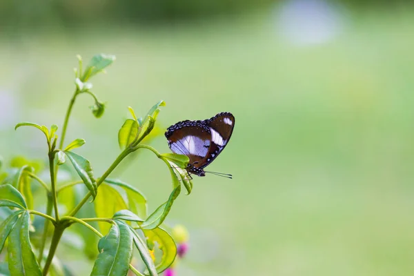 Papillon Oeuf Reposant Sur Feuille Une Plante Avec Beau Fond — Photo
