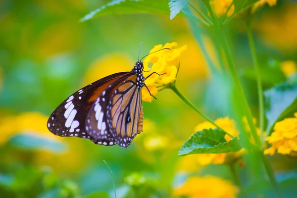 Papillon Monarque Papillon Monarque Nourrissant Fleurs Dans Jardin Été — Photo