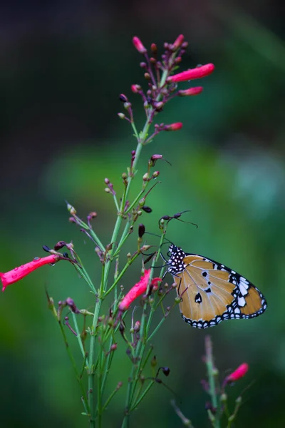 Danaus Chrysippus También Conocido Como Tigre Llano Reina Africana Monarca —  Fotos de Stock