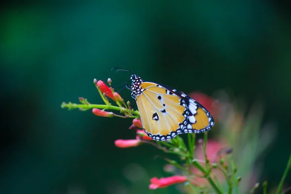 Крупный План Равнинного Тигра Danaus Chrysippus Бабочка Посещая Цветок Природе — стоковое фото