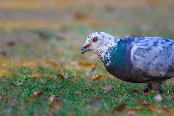 Indian Pigeon Rock Dove Rock Dove Rock Pigeon Common Pigeon — Stock Photo, Image