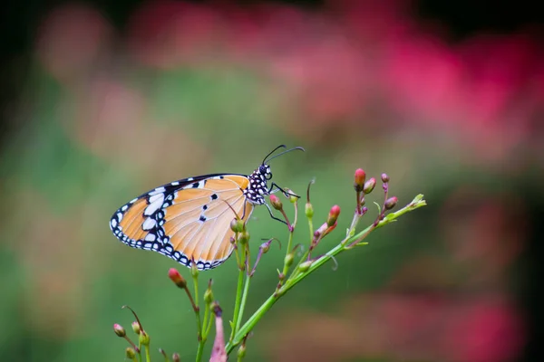 Danaus Chrysippus Noto Anche Come Tigre Regina Africana Monarca Africano — Foto Stock