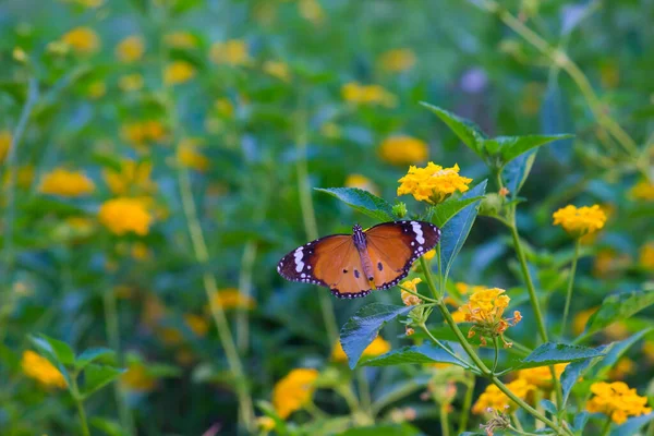 Danaus Crisipo Também Conhecido Como Tigre Simples Rainha Africana Monarca — Fotografia de Stock