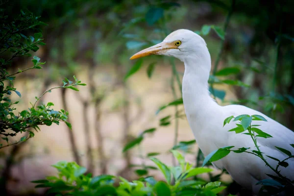 Bubulcus Ibis Heron Common Known Cattle Egret Космополітичний Вид Зустрічається — стокове фото