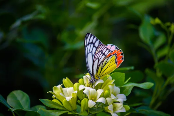 Una Hermosa Mariposa Común Jezabel Delias Eucharis Está Sentada Sobre —  Fotos de Stock