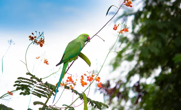 Rose Pierścień Papuga Usiadł Szczycie Drzewa Tle Błękitnego Nieba Tle — Zdjęcie stockowe