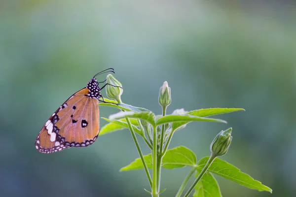 Danaus Chrysippus También Conocido Como Tigre Llano Reina Africana Monarca — Foto de Stock