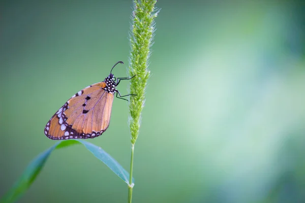 Danaus Crisipo Também Conhecido Como Tigre Simples Rainha Africana Monarca — Fotografia de Stock