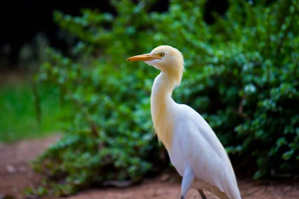 Bubulcus Ibis Heron Commonly Know Cattle Egret Uma Espécie Garça — Fotografia de Stock