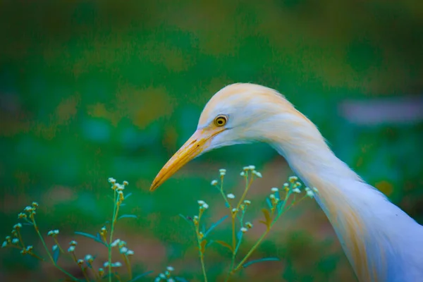 牛麋鹿 Bubulcus Ibis或Heron 或俗称牛麋鹿 Cattle Egret 是一种世界性的鲱鱼种类 见于热带 亚热带和暖温带地区 牠们是牠们中唯一一个单型属的成员 — 图库照片