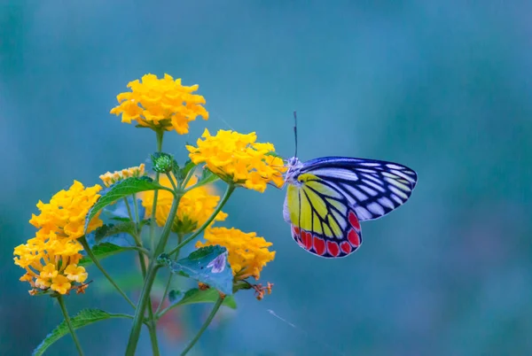 Ein Weibchen Delias Eucharis Die Gemeine Isebel Ist Ein Mittelgroßer — Stockfoto