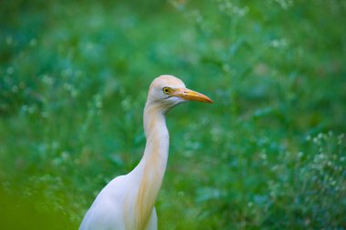  Bubulcus ibis ya da Heron (İngilizce: Bubulcus ibis veya Hermonly known as the Cattle Egret), balıkçılgiller (Felidae) familyasından tropiklerde, subtropik bölgelerde ve ılıman bölgelerde yaşayan bir balıkçıldır. Bubulcus, Bubulcus cinsinin tek üyesidir., 