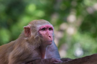 Vahşi hayatta tropikal ormandaki ağacın altında oturan maymun portresi. Doğadaki maymun. Rhesus macaque maymunu. Maymunların yakın plan portresi. Maymun Hindistan 'ın doğal ormanlarında yaşar. Komik maymun neşeli bir şekilde kameraya bakıyor..