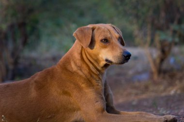 Sevimli kahverengi köpek yan yana uzanıyor, parlak siyah gözleriyle kameraya doğru bakıyor. Koyu arkaplanda izole. 