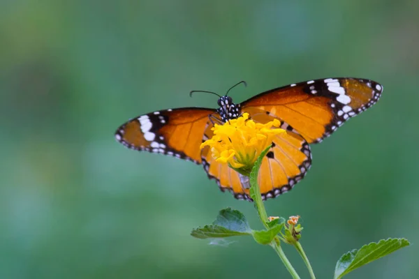 Danaus Crisipo Também Conhecido Como Tigre Simples Rainha Africana Monarca — Fotografia de Stock