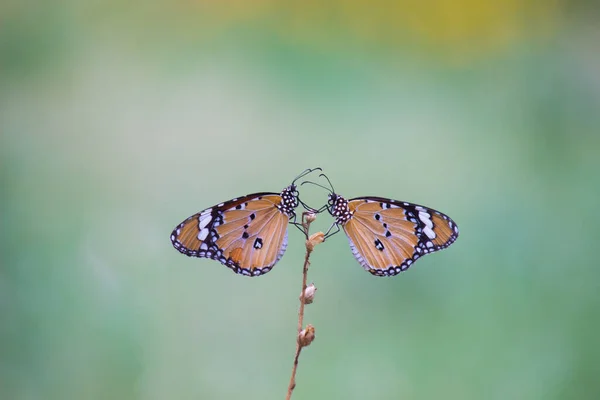 Danaus Chrysippus Известный Обычный Тигр Африканская Королева Африканский Монарх Является — стоковое фото