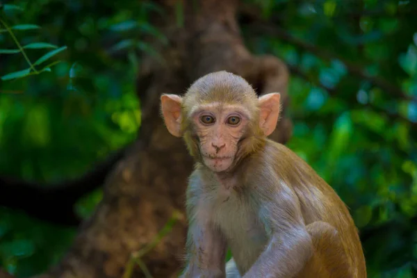 우림의 아래앉아 동물의 원숭이 자연에 원숭이 붉은털원숭이입니다 원숭이 초상화 클로즈업 — 스톡 사진
