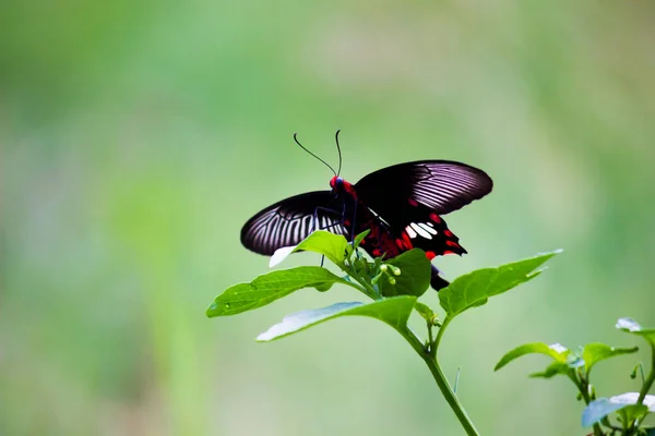 Papilio Politleri Hindistan Daki Parktaki Çiçek Bitkilerinden Beslenen Yaygın Mormon — Stok fotoğraf