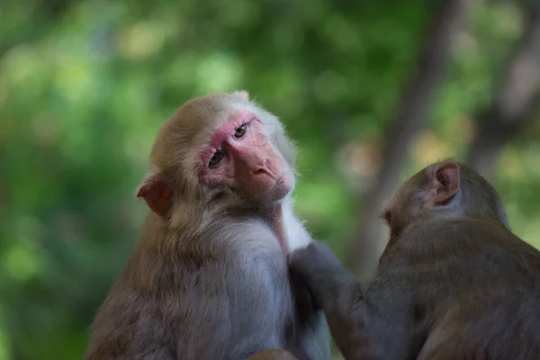 Potret Monyet Dalam Satwa Liar Duduk Bawah Pohon Hutan Tropis — Stok Foto
