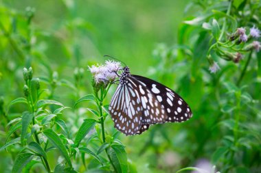  Mavi benekli süt otları kelebeği, danainae ya da süt otları bahar zamanı bitkilerin üzerinde dinlenir.