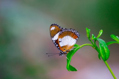 Hypolimnas bolina, Madagaskar 'dan Asya ve Avustralya' ya kadar uzanan bir nemfobik kelebek türüdür.