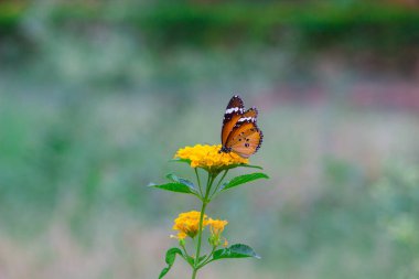 Düz Kaplan (Danaus chrysippus) kelebeği ilkbaharda çiçekleri ziyaret eder