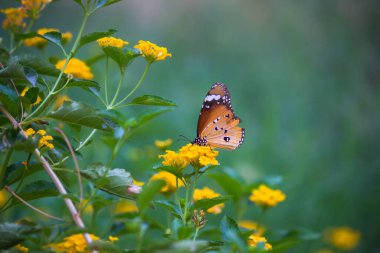 Düz Kaplan (Danaus chrysippus) kelebeği ilkbaharda çiçekleri ziyaret eder