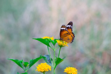 Düz Kaplan (Danaus chrysippus) kelebeği ilkbaharda çiçekleri ziyaret eder
