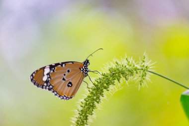Düz Kaplan (Danaus chrysippus) kelebeği ilkbaharda çiçekleri ziyaret eder